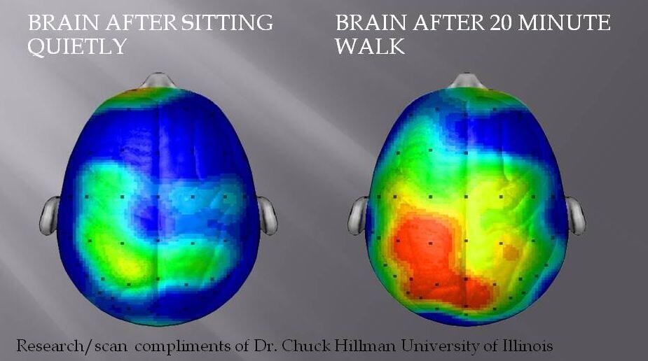 El cerebro quieto vs. el cerecro después de 20 minutos de ejercicios
