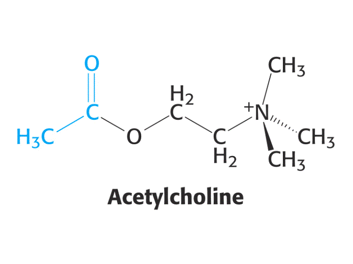 Aceticolina